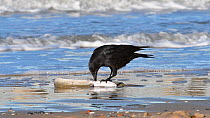 Carrion crow (Corvus corone) scavening on a dead European conger eel (Conger conger) washed ashore on beach, Belgium, December.