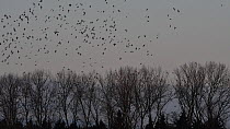 Flock of Jackdaws (Corvus monedula) congregating at dusk at communal roost, Belgium, December.