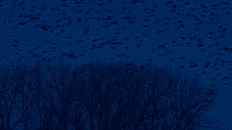 Flock of Jackdaws (Corvus monedula) congregating at dusk at communal roost, Belgium, December.