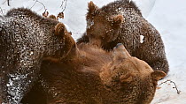 European brown bear (Ursus arctos arctos) cubs suckling from mother in  the snow in winter, Bavarian Forest National Park, Germany, January. Captive.