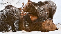 European brown bear (Ursus arctos arctos) cubs suckling from mother in  the snow in winter, Bavarian Forest National Park, Germany, January. Captive.
