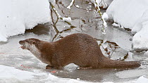 Common otter (Lutra lutra) feeding on a fish in winter, Bavarian Forest National Park, Germany, January. Captive.