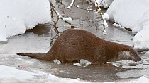 Common otter (Lutra lutra) feeding on a fish in winter, Bavarian Forest National Park, Germany, January. Captive.