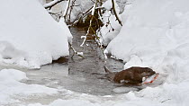 Common otter (Lutra lutra) emerging from a frozen stream with  fish in its mouth in winter, Bavarian Forest National Park, Germany, January. Captive.