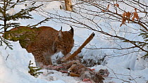 Lynx (Lynx lynx) feeding on a Roe deer (Capreolus capreolus) in snow in winter, Bavarian Forest National Park, Germany, January. Captive.