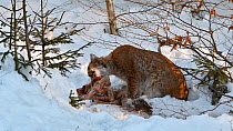 Lynx (Lynx lynx) feeding on a Roe deer (Capreolus capreolus) in snow in winter, with juvenile passing by, Bavarian Forest National Park, Germany, January. Captive.