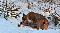 Lynx (Lynx lynx) and juvenile feeding on a Roe deer (Capreolus capreolus) in snow in winter, Bavarian Forest National Park, Germany, January. Captive.
