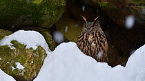 Eurasian eagle owl (Bubo bubo) sitting on a rock ledge during snow shower in winter, Bavarian Forest National Park, Germany, January. Captive.