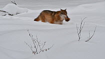Solitary Grey wolf (Canis lupus) walking in deep snow in winter, with food in mouth, Bavarian Forest National Park, Germany, January. Captive.