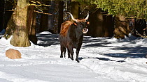 Heck cattle (Bos domesticus) cow in snow in winter, Bavarian Forest National Park, Germany, January. Captive.