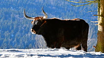 Heck cattle (Bos domesticus) cow in snow in winter, with male passing by, Bavarian Forest National Park, Germany, January. Captive.