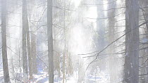 Snow falling from branches of pine trees in coniferous forest, blown by gusts of wind, Bavarian Forest National Park, Germany, January.