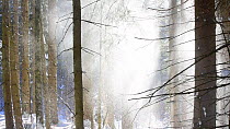 Snow falling from branches of pine trees in coniferous forest, blown by gusts of wind, Bavarian Forest National Park, Germany, January.