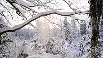 Snow falling from tree branch in coniferous forest in winter, Bavarian Forest National Park, Germany, January.