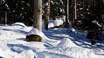 Juvenile Wild boar (Sus scrofa) running through deep snow in pine forest in winter, Bavarian Forest National Park, Germany, January. Captive.