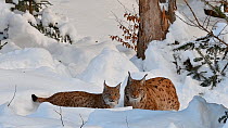 Juvenile Lynx (Lynx lynx) greeting parent in snow in winter, Bavarian Forest National Park, Germany, January. Captive.