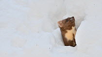 Pine marten (Martes martes) looking out from snow burrow in winter, Bavarian Forest National Park, Germany, January. Captive.