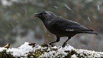 Leucistic Jackdaw (Corvus monedula) feeding during a snow shower, Belgium, February.