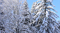 Tilt shot up to coniferous and deciduous trees covered in snow in winter, Bavarian Forest National Park, Germany, January.