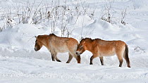 Przewalski's horses (Equus ferus przewalskii) walking in the snow in winter, Bavarian Forest National Park, Germany, January. Captive.