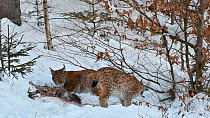 Lynx (Lynx lynx) and juvenile feeding on a Roe deer (Capreolus capreolus) in the snow in winter, Bavarian Forest National Park, Germany, January. Captive.