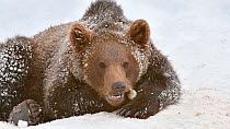 European brown bear cub (Ursus arctos arctos) feeding in the snow in winter, Bavarian Forest National Park, Germany, January. Captive.