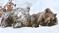 Two European brown bear cubs (Ursus arctos arctos) feeding in the snow in winter, Bavarian Forest National Park, Germany, January. Captive.