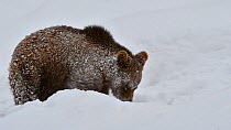 Juvenile brown bear cub (Ursus arctos arctos) playing in deep snow in winter, Bavarian Forest National Park, Germany, January. Captive.
