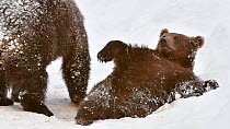 Two European brown bear cubs (Ursus arctos arctos) playing in the snow in winter, Bavarian Forest National Park, Germany, January. Captive.