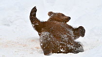 European brown bear cub (Ursus arctos arctos) playing with bone in the snow in winter, Bavarian Forest National Park, Germany, January. Captive.