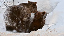 Two European brown bear cubs (Ursus arctos arctos) competing over food scraps outside den in the snow in winter, Bavarian Forest National Park, Germany, January. Captive.