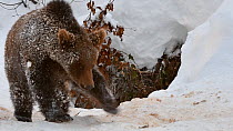 European brown bear cub (Ursus arctos arctos) playing with twigs in the snow in winter, Bavarian Forest National Park, Germany, January. Captive.