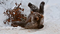 European brown bear cub (Ursus arctos arctos) playing at den entrance in the snow in winter, Bavarian Forest National Park, Germany, January. Captive.