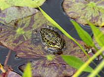 Perez's Frog (Pelophylax perezi)  on water lily pad, Madeira.