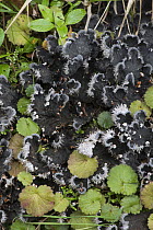 Dog lichen (Peltigera sp) Madeira.