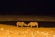 Black rhinoceros (Diceros bicornis) de-horned, at floodlit waterhole. Etosha, Namibia.