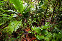 Pristine Coco de mer forest (Lodoicea maldivica) with brook, Vallee de Mai Nature Reserve and UNESCO World Heritage Site, Praslin Island, Republic of Seychelles