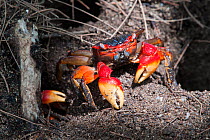 Pale shore crab (Geograpsus crinipes), Praslin Island, Republic of Seychelles