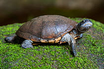 Seychelles black mud turtle (Pelusios subniger parietalis),Victoria Botanical Garden, Mahe Island, Republic of Seychelles. Captive.  Critically endangered,