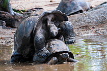 Aldabra Giant Tortoise (Dipsochelys dussumieri), mating couple, La Digue Island, Republic of Seychelles. Captive.