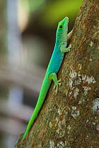 Sundberg's day gecko (Phelsuma sundbergi), Praslin Island, Republic of Seychelles