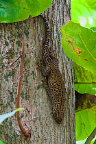 Bronze gecko (Ailuronyx seychellensis), Aride Island, Republic of Seychelles