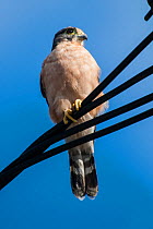 Seychelles kestrel (Falco araeus), adult perched on wire, Republic of Seychelles Vulnerable species.