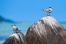 Lesser crested tern (Sterna bengalensis) and Common Tern (Sterna hirundo), La Digue Island, Republic of Seychelles