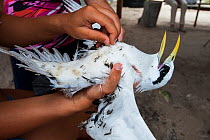White-tailed Tropicbird (Phaethon lepturus), a ranger removing sticky Pisonia grandis seeds, which made the bird unable to fly, Aride Island, Republic of Seychelles