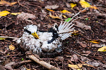 White-tailed Tropicbird (Phaethon lepturus), covered with sticky seeds of Pisonia grandis, making the bird unable to fly, Aride Island, Republic of Seychelles