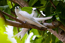 Fairy Tern (Gygis alba), couple, Cousin Island, Republic of Seychelles