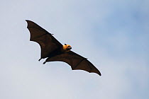 Seychelles fruit bat (Pteropus seychellensis), flying, Mahe Island, Republic of Seychelles
