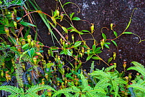 Seychelles Pitcher Plant (Nepenthes pervillei), Morne Seychelles National Park, Mahe Island, Republic of Seychelles