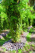 Vanilla (Vanilla planifolia) growing in plantation, the soil protected with coconut husks, La Digue Island, Republic of Seychelles